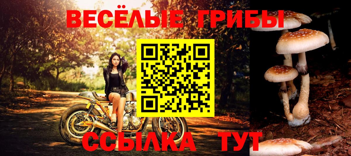 Псилоцибиновые грибы Cubensis Люберцы